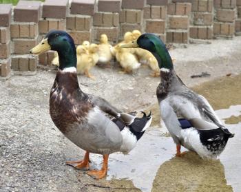 Royalty Free Photo of Ducks Living in The City Park By The Fountain