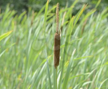 Royalty Free Photo of a Cattail Plant