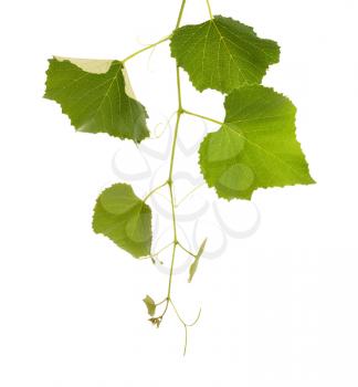 Royalty Free Photo of a Grape Vine