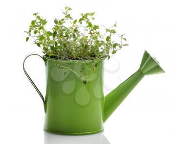 Royalty Free Photo of Fresh Thyme Herb In A Green Watering Can