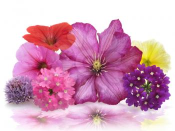 Royalty Free Photo of Colorful Flowers