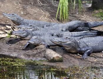 Royalty Free Photo of a Group of Alligators