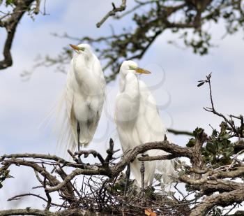 Royalty Free Photo of Great Egrets in a Nest