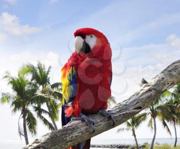 Royalty Free Photo of a Parrot Sitting on a Branch