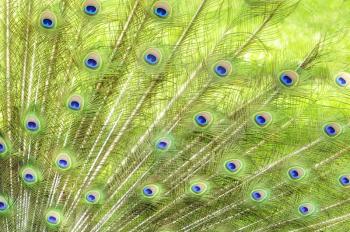 Royalty Free Photo of Peacock Feathers