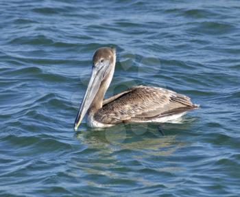 Royalty Free Photo of a Pelican in Water