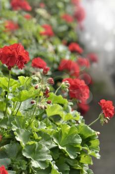 Royalty Free Photo of Red Garden Geranium Flowers