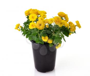 Royalty Free Photo of a Pot of Chrysanthemum Flowers