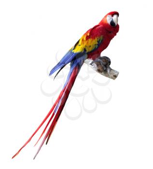 Royalty Free Photo of a Macaw Parrot
