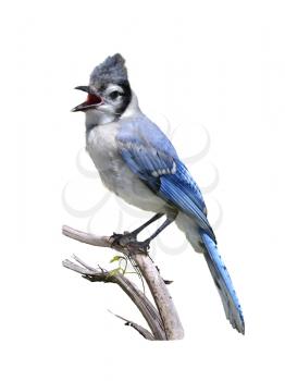 Royalty Free Photo of a Blue Jay
