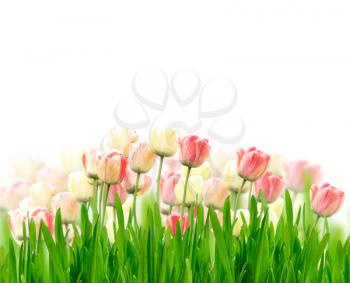 Royalty Free Photo of Colorful Tulips