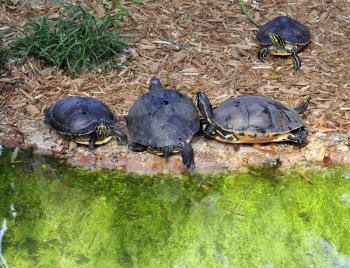 Royalty Free Photo of Yellow-Bellied Slider Turtles By The Water