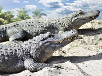 Royalty Free Photo of Alligators on the Sand