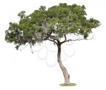 Royalty Free Photo of a Tree