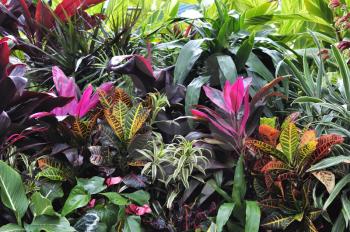 Royalty Free Photo of Colorful Tropical Plants