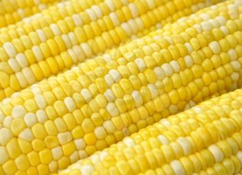 Royalty Free Photo of Ears of Corn