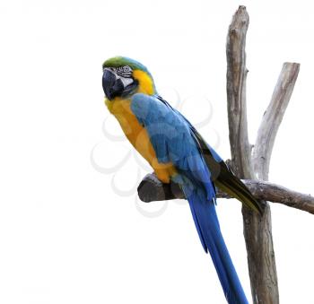 Royalty Free Photo of a Macaw Parrot