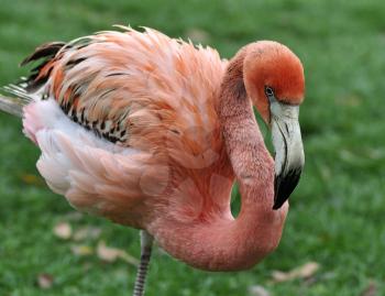 Royalty Free Photo of a Caribbean Pink Flamingo