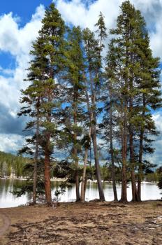 Royalty Free Photo of Pine Trees by a Lake