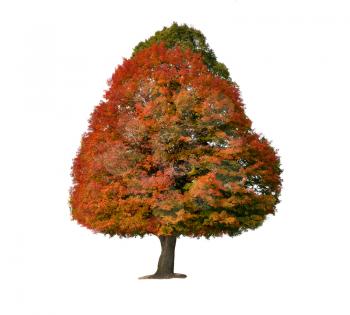 Royalty Free Photo of a Colorful Autumn Tree