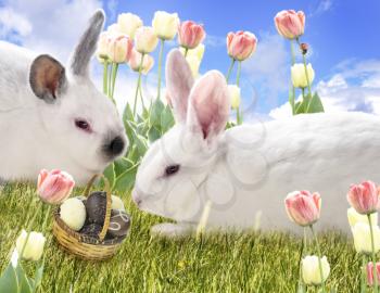 Royalty Free Photo of Two Rabbits in A Field With Chocolate Eggs And Tulips
