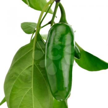 Royalty Free Photo of a Hot Pepper Plant