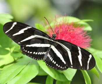 Royalty Free Photo of a Zebra Longwing Butterfly