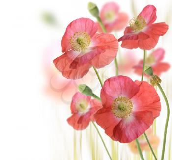 Royalty Free Photo of Red Poppies