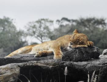Royalty Free Photo of a Sleeping Female Lion