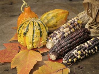 Royalty Free Photo of Indian Corn and Squash