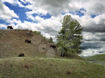 Royalty Free Photo of Bison Feeding on a Mountainside