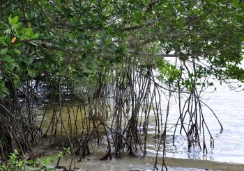 Royalty Free Photo of a Mangrove Forest And Roots In Water