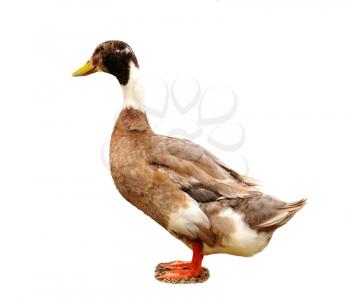 Royalty Free Photo of a Brown Duck