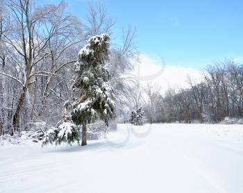 Royalty Free Photo of a Winter Background