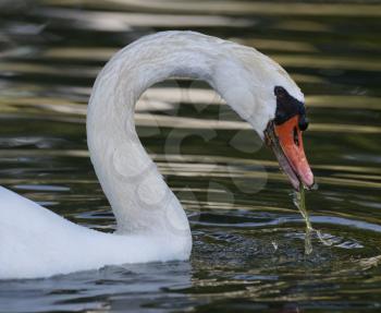 Royalty Free Photo of a White Swan