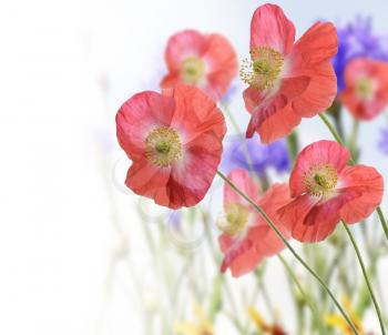Royalty Free Photo of Poppies and Wildflowers