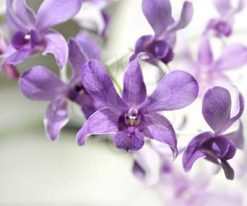 Purple Orhid Flowers,Close Up