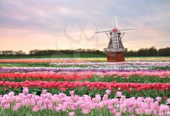 a windmill on a tulips field in the spring evening