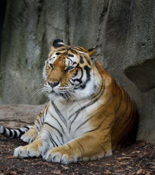 Amur Tiger (Panthera Tigris Altaica) Resting