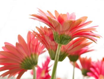 pink gerbera daisy flowers on white