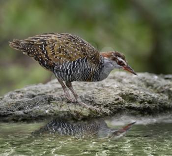 Buff-Banded Rail Bird With Water Reflection
