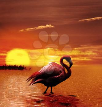 Colorful Tropical Sunset With Flamingo