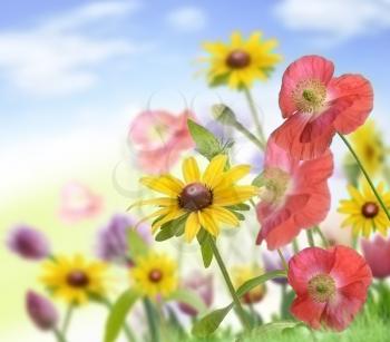 Colorful Flowers ,Close Up For Background