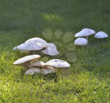 White Poison  Mushrooms In The Grass