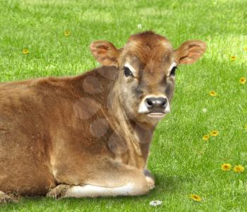 young brown calf  laying on a green  grass