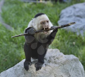 White-Throated Capuchin Monkey Gnaws Stick 