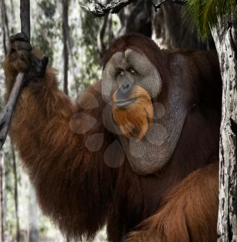 Orangutan In A Forest ,Close Up