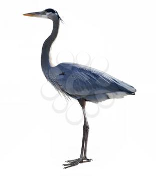 Great Blue Heron On White Background