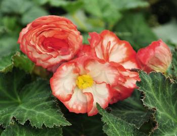 red  begonia flowers, close up 