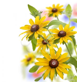 Yellow Daisy Flowers On White Background